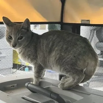 A baby small-sized female Gray / Blue / Silver Domestic Short Hair cat named Porsche for adoption in Pleasant Hill, CA