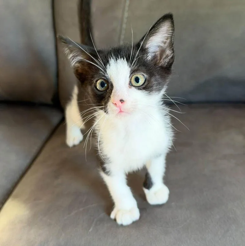 A baby small-sized male Black & White / Tuxedo Domestic Short Hair cat named Bran for adoption in Barrington, IL