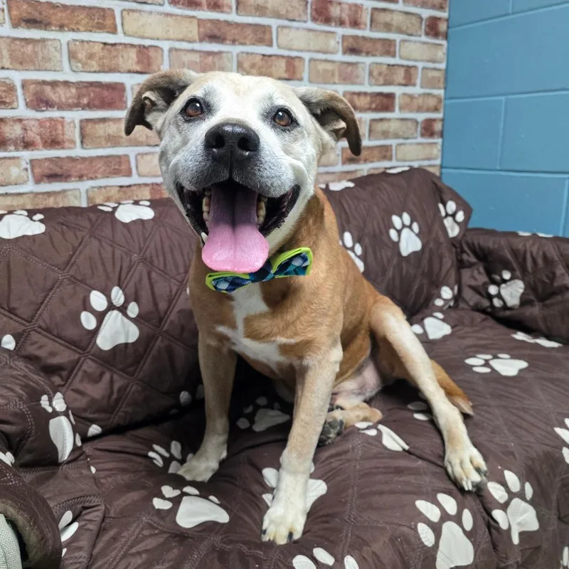 A senior large-sized male Brown / Chocolate Pit Bull Terrier dog named Jake for adoption in Windsor, VA