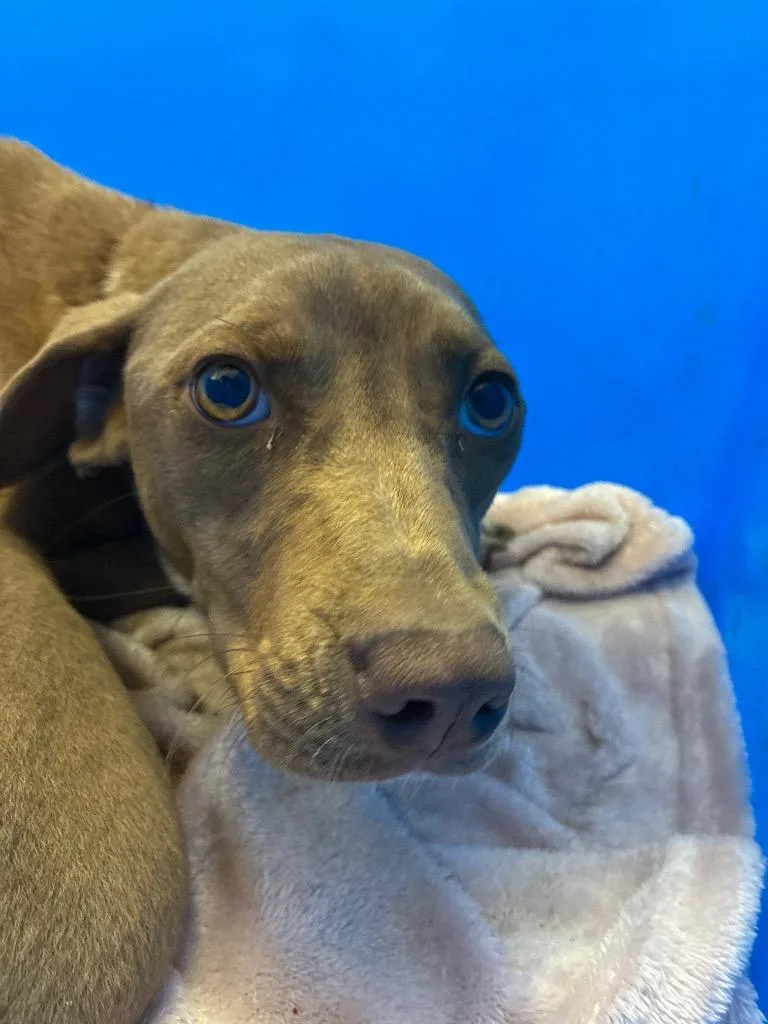 A young medium-sized female Pit Bull Terrier dog named Chardonnay for adoption in Hartsville, SC
