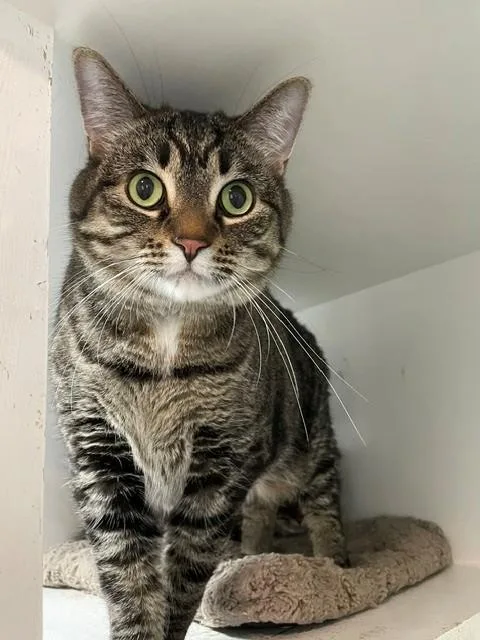 An adult medium-sized male Tabby (Brown / Chocolate) Domestic Short Hair cat named Dasher for adoption in Hayward, WI