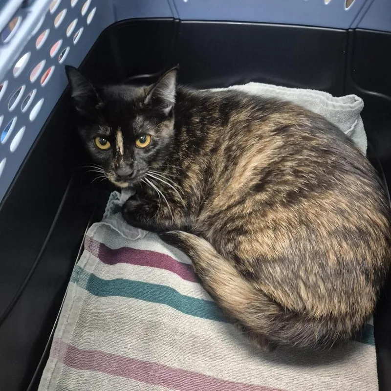 An adult medium-sized female Domestic Short Hair cat named Sharon for adoption in Tacoma, WA
