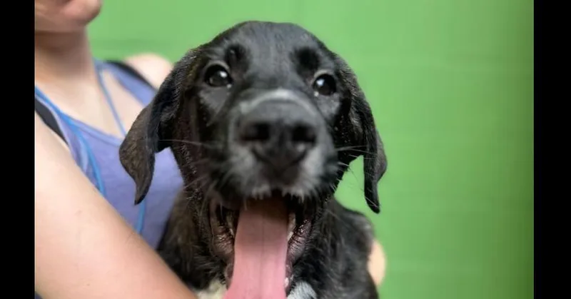 A baby large-sized female Brindle Great Pyrenees dog named Alysa Liu for adoption in Elmsford, NY
