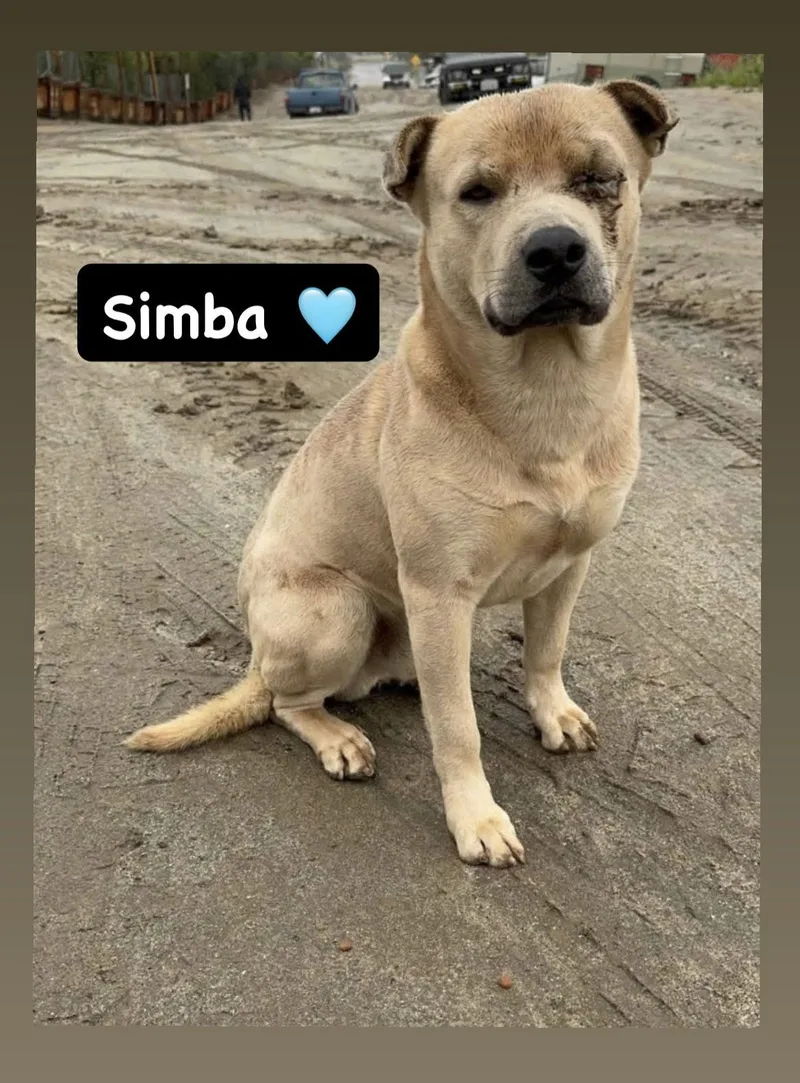 Simba