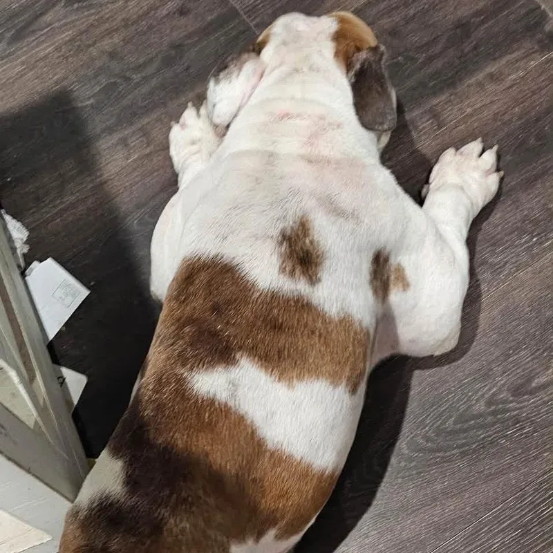 An adult medium-sized male English Bulldog dog named Big Mac for adoption in Allen, TX