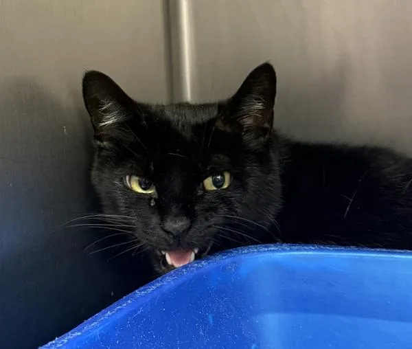 An adult extra large-sized male Domestic Medium Hair cat named Egg Roll for adoption in Salisbury, MD