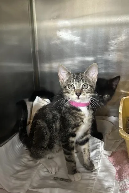 A baby small-sized female Brown / Chocolate Domestic Short Hair cat named Bella for adoption in Annapolis, MD