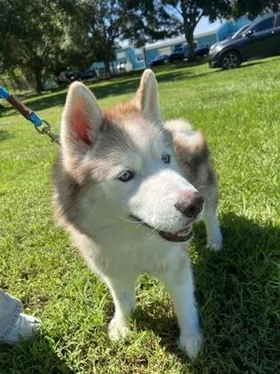 An adult large-sized male Mixed Breed dog named Hoosier for adoption in Vero Beach, FL