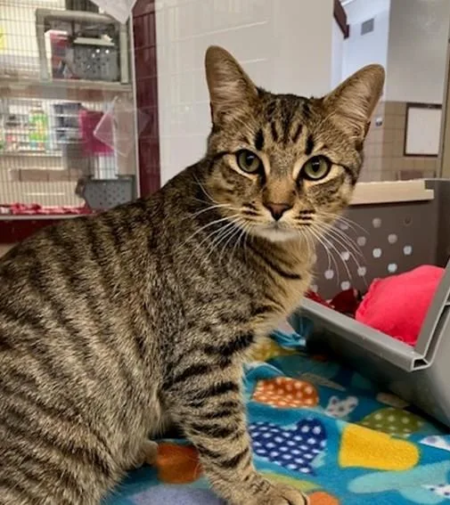 A young large-sized male Domestic Short Hair cat named Ian for adoption in Springfield, MA