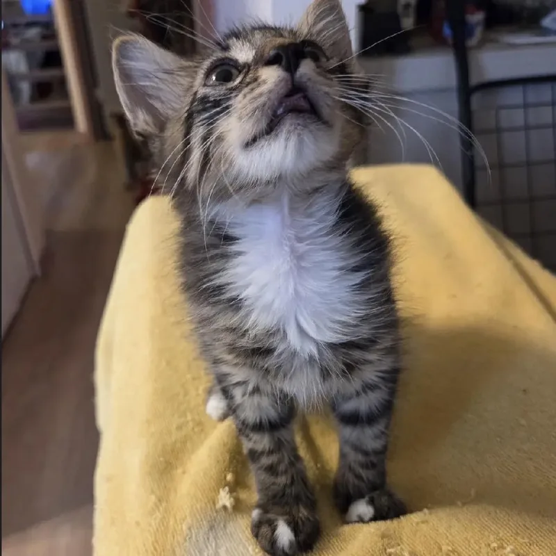 Ollie