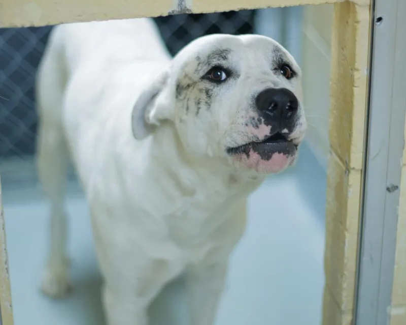 A young large-sized male Pit Bull Terrier dog named Marley for adoption in Tulsa, OK