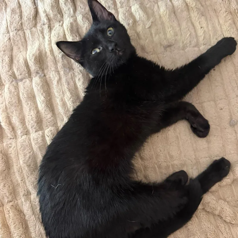 A baby small-sized female Black Domestic Short Hair cat named Sabrina for adoption in Jessup, MD