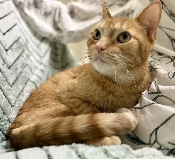 A senior medium-sized male Orange & White Domestic Short Hair cat named Freddie for adoption in Miller Beach, IN