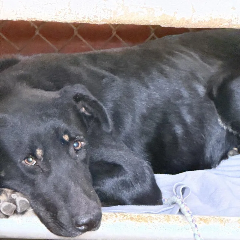 An adult medium-sized male Black Mixed Breed dog named Clarence for adoption in Austin, TX