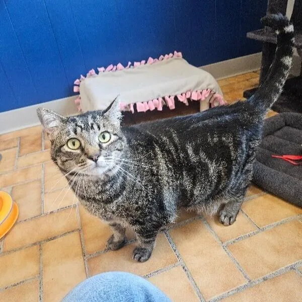 An adult large-sized female Domestic Short Hair cat named Jemma for adoption in Yankton, SD