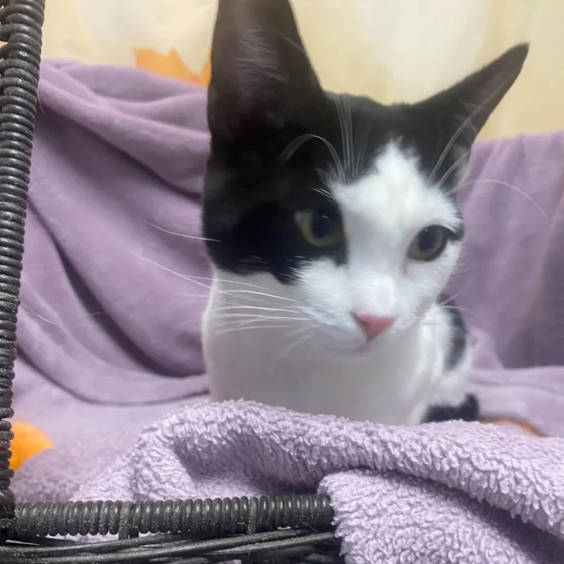 An adult medium-sized male White Domestic Short Hair cat named Ledo for adoption in Henderson, NV