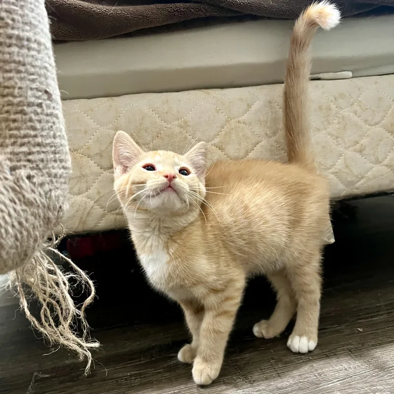 A baby small-sized male Tabby (Orange / Red) Domestic Short Hair cat named Goron for adoption in Richmond, VA