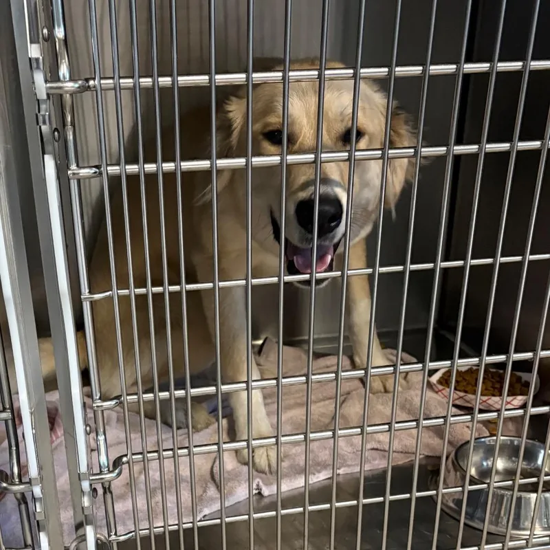 An adult large-sized female Yellow / Tan / Blond / Fawn Labrador Retriever dog named Elote for adoption in Greensboro, NC