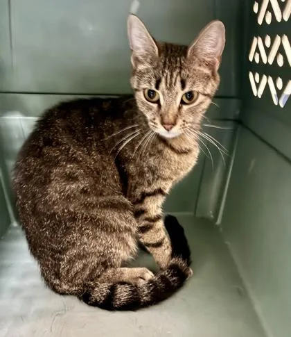 A young medium-sized female Tabby (Brown / Chocolate) Domestic Short Hair cat named Sicily for adoption in Charleston, SC
