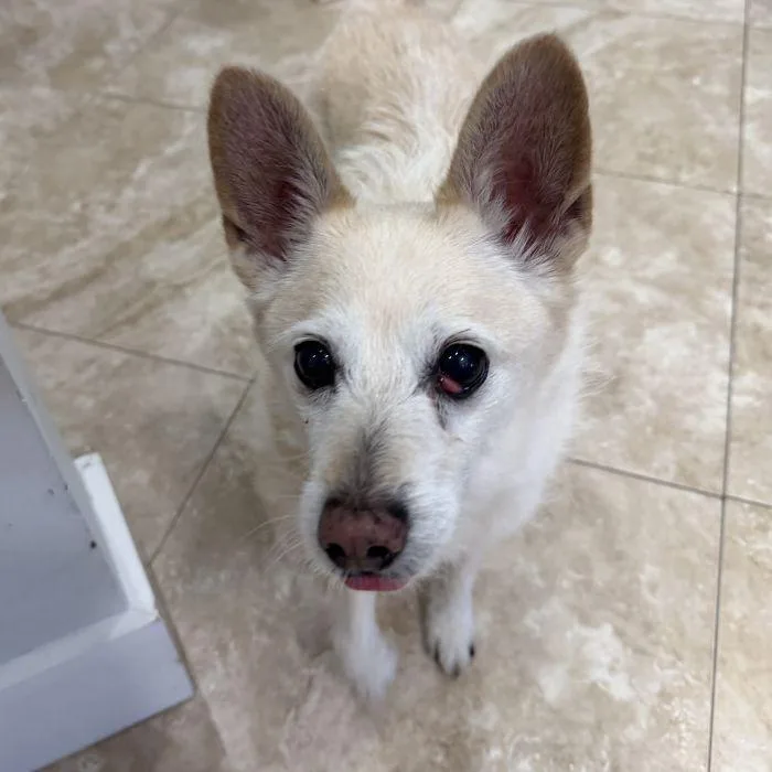 An adult large-sized male Spitz dog named Spence for adoption in Hilton Head Island, SC