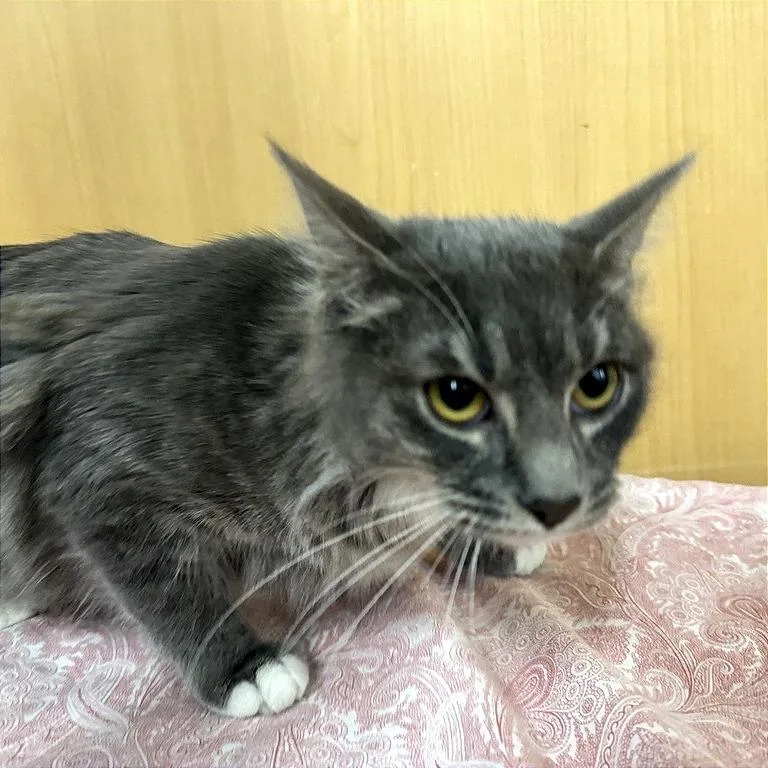A young medium-sized female Gray / Blue / Silver Domestic Medium Hair cat named CinderElla for adoption in Saint Louis, MO