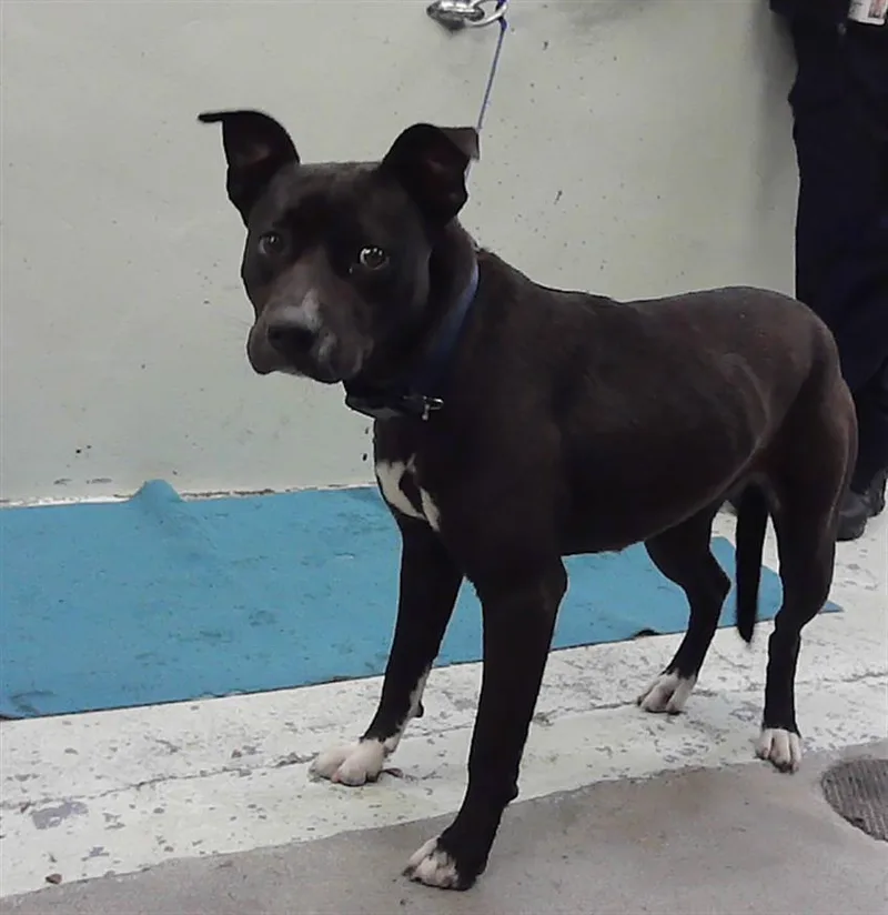 A young large-sized female Staffordshire Bull Terrier dog named Camila for adoption in Houston, TX