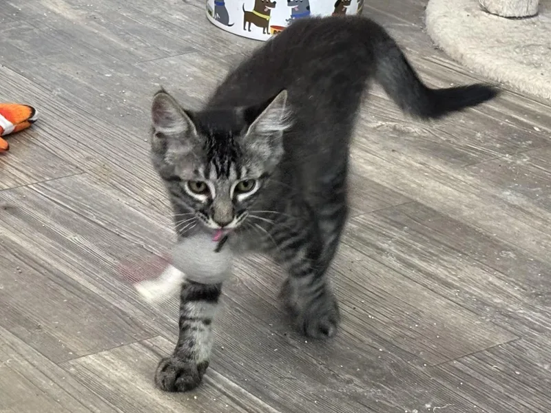 A young medium-sized male Tabby (Brown / Chocolate) Domestic Short Hair cat named Doolittle for adoption in Oracle, AZ