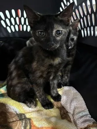 A baby small-sized female Domestic Short Hair cat named Hermione for adoption in Cincinnati, OH