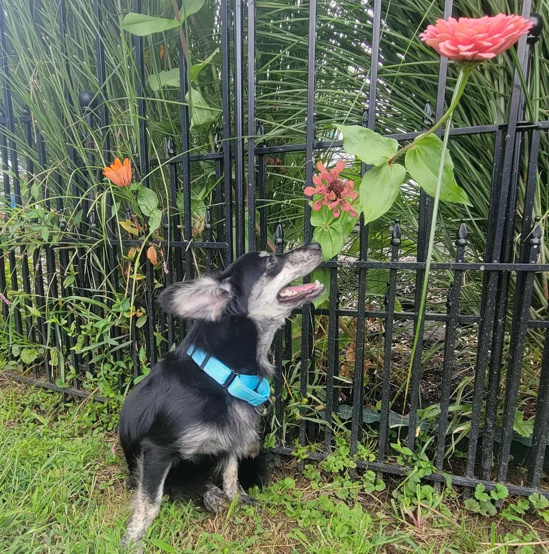 A young small-sized male Black Dachshund (Long Haired) dog named Larue for adoption in Abington, PA
