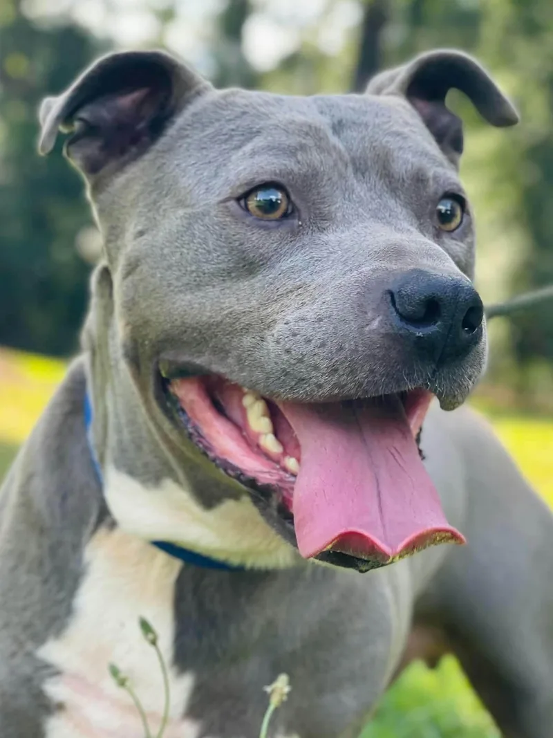 A young large-sized male Gray / Blue / Silver American Bully dog named Brick for adoption in Powell, TN