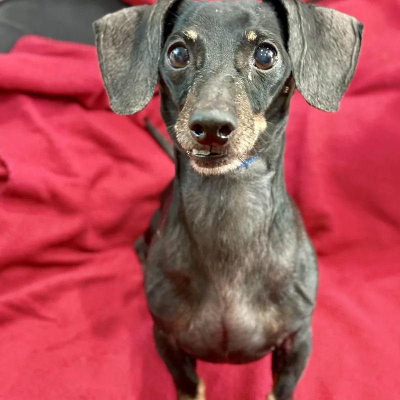 An adult small-sized male Black Dachshund dog named George for adoption in Livingston, TX