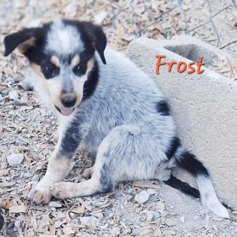 Frost