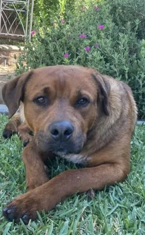 An adult large-sized male German Shepherd Dog dog named Ham for adoption in Redlands, CA