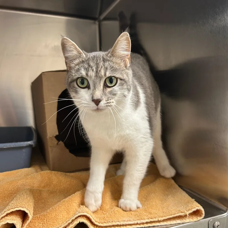 A young medium-sized female Domestic Short Hair cat named Cinder for adoption in Lindon, UT