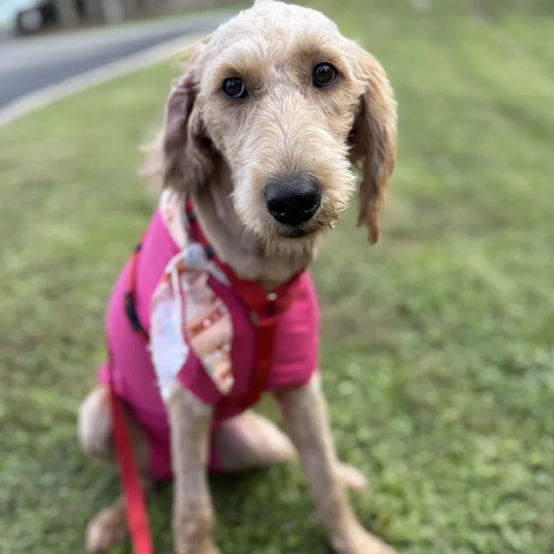 A baby medium-sized female Red / Chestnut / Orange Labradoodle dog named Samantha for adoption in Orlando, FL