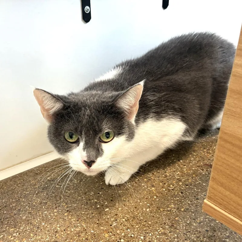 A senior medium-sized female Gray / Blue / Silver Domestic Short Hair cat named Diamond for adoption in Skokie, IL