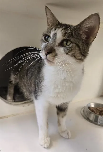 An adult small-sized female Domestic Short Hair cat named Brie for adoption in Riverside, CA