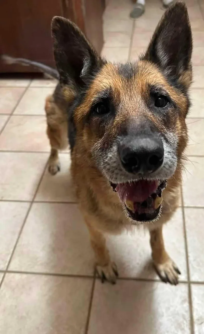 A senior large-sized female German Shepherd Dog dog named Luna for adoption in Bar Nunn, WY