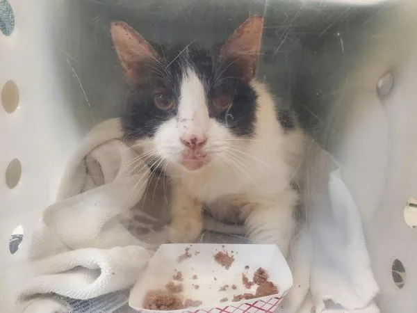 An adult medium-sized female Domestic Long Hair cat named Clippy for adoption in Oceanside, CA