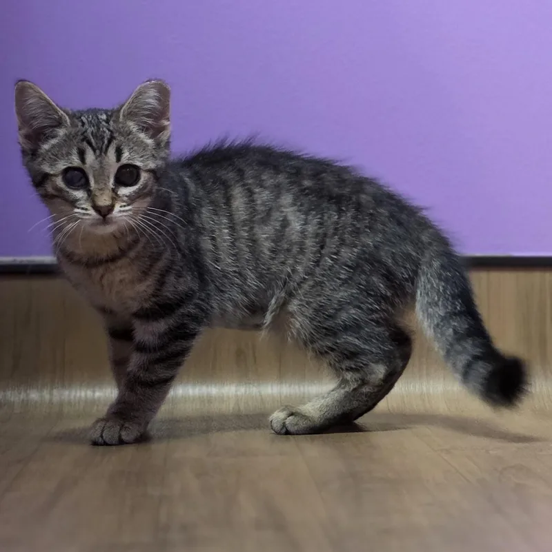 A baby small-sized female Tabby (Brown / Chocolate) Domestic Short Hair cat named Bonnie for adoption in Macomb Twp, MI