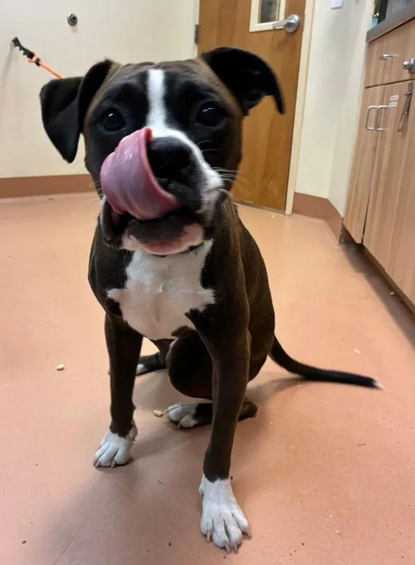 A young large-sized male Boxer dog named Benny for adoption in Kennewick, WA