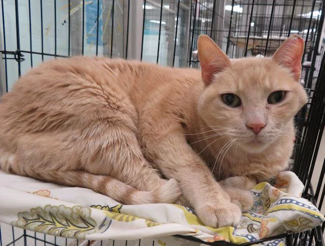 An adult medium-sized male Domestic Short Hair cat named Butternut for adoption in Oklahoma City, OK