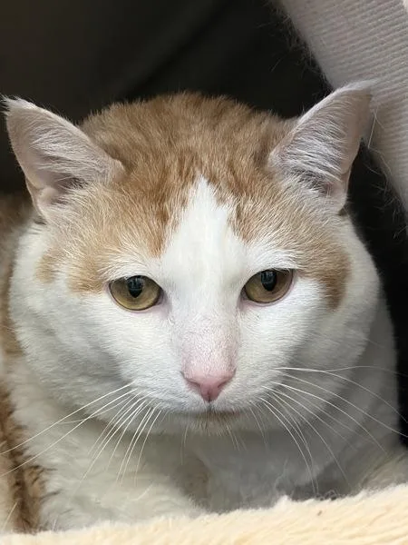 An adult extra large-sized male Domestic Short Hair cat named Meatloaf for adoption in Canton, GA