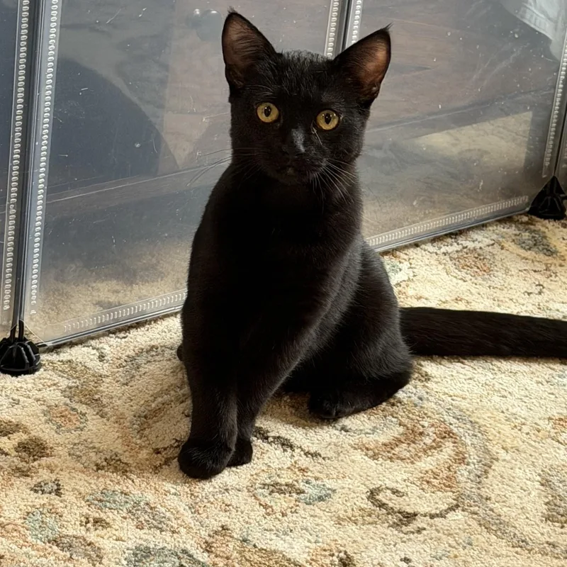 A baby medium-sized female Black Domestic Short Hair cat named Lulu for adoption in Rochester, WA