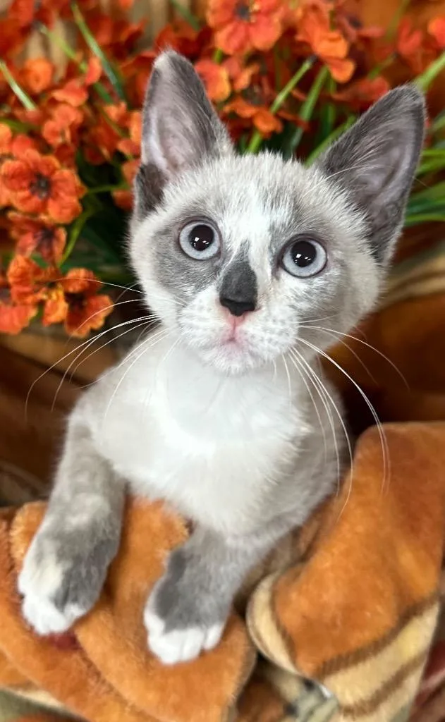 A baby small-sized female Domestic Short Hair cat named Elise for adoption in Stillwater, OK