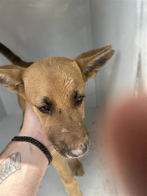 An adult medium-sized male German Shepherd Dog dog named A for adoption in Houston, TX