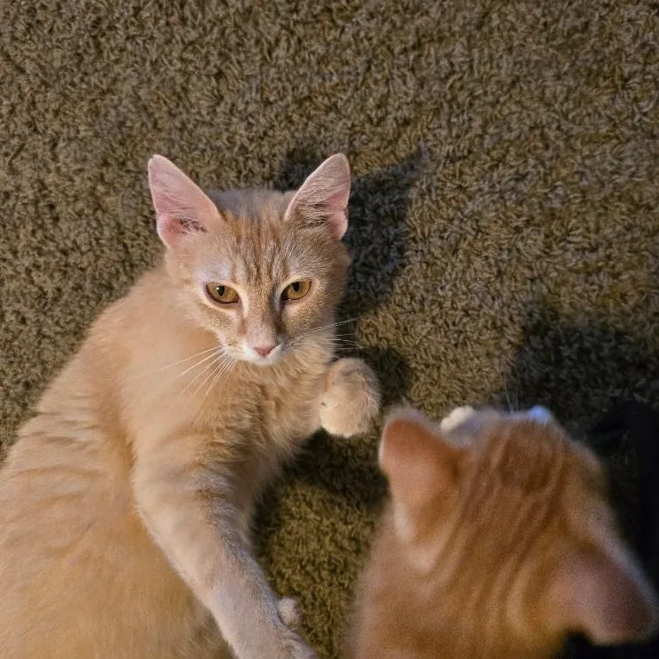 An adult medium-sized female Orange / Red Domestic Short Hair cat named Jayden for adoption in Grove City, OH