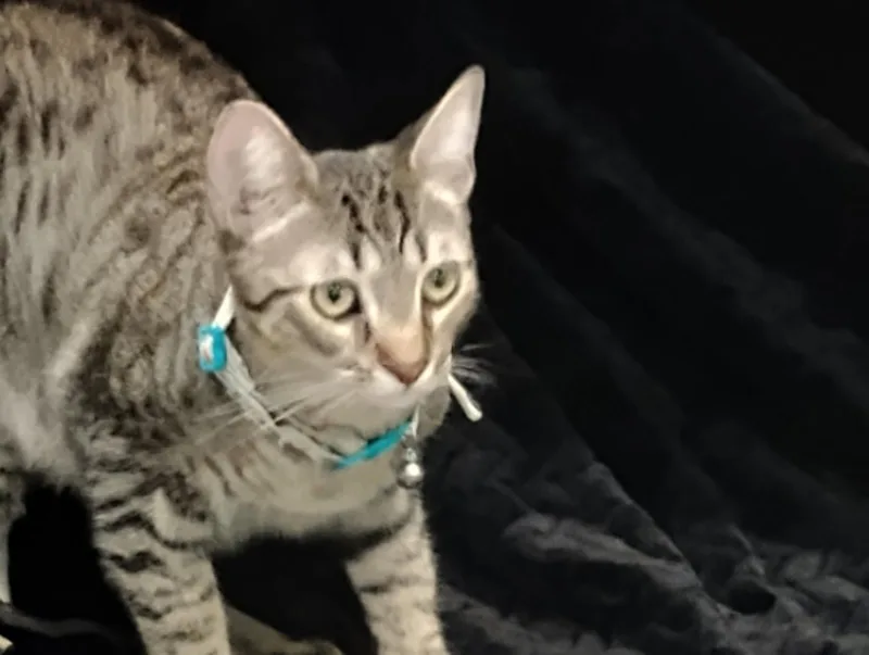 A young medium-sized male Tabby cat named Milo for adoption in Glendale, AZ