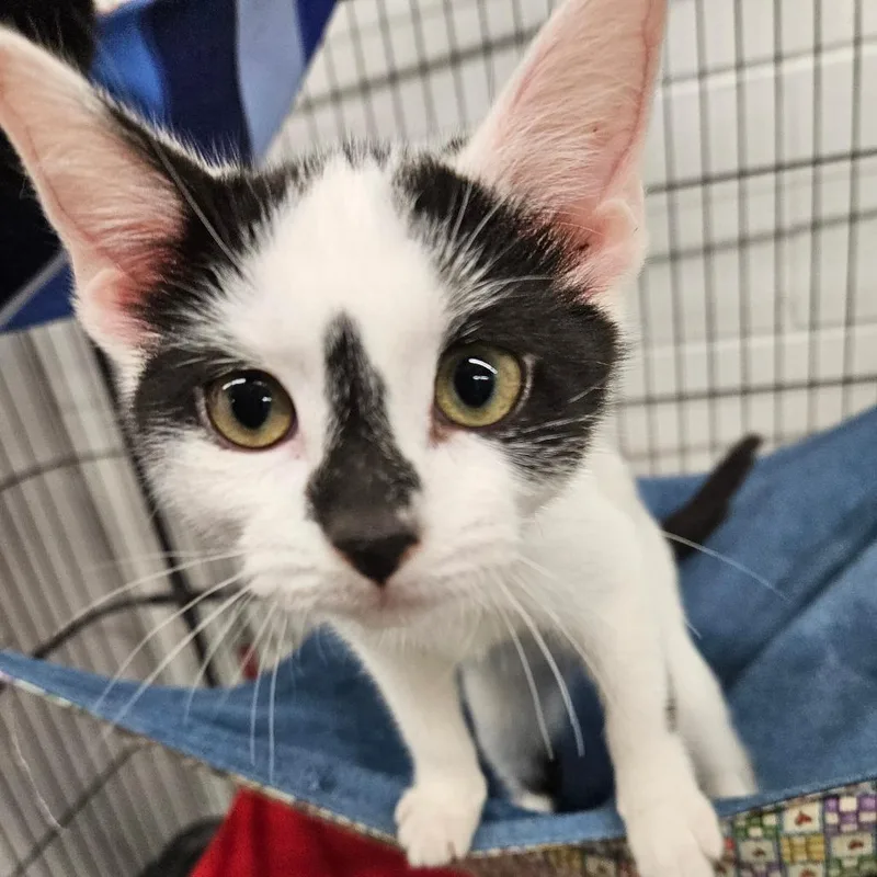 A baby small-sized female Domestic Short Hair cat named Anna for adoption in Zanesville, OH