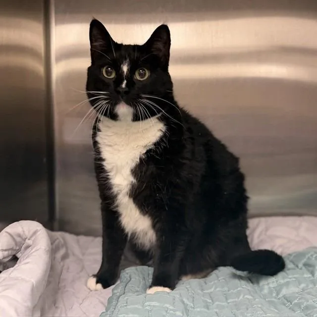 An adult extra large-sized female Black Domestic Short Hair cat named Little One for adoption in Bullhead City, AZ
